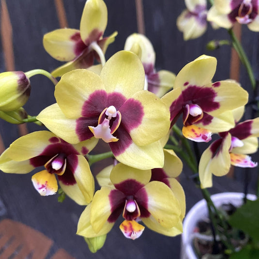Phalaenopsis Orchid Deep Secret Yellow flower featuring rich yellow blooms with warm golden tones