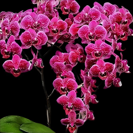 Phalaenopsis Orchid Happy Hour - Mature Plant