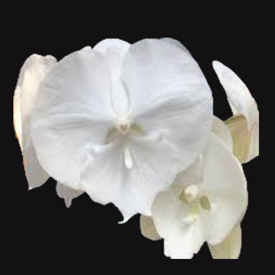 Phalaenopsis Orchid Lianher Fire Ant 1152 white flower