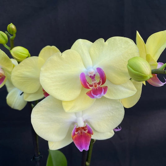 Phalaenopsis Orchid Lime Light Yellow flower featuring bright yellow blooms with warm golden tones and pink lip