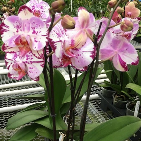 Phalaenopsis Orchid Magic Art Pink flower featuring soft pink orchid blooms with artistic patterns