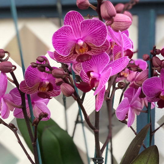 Phalaenopsis Orchid Perceval Pink flower featuring elegant pink-purple orchid blooms