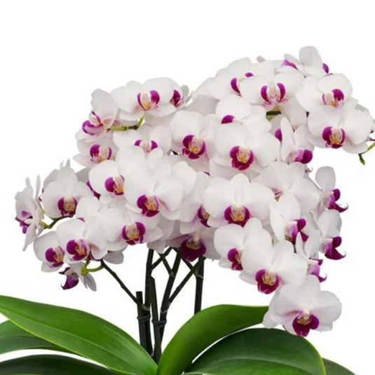 Phalaenopsis Orchid Safe Heaven White flower featuring bright white blooms with clean crisp petals