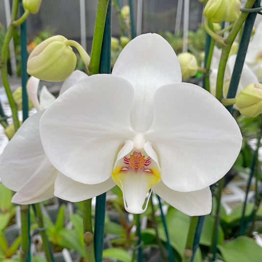 Phalaenopsis Orchid Serena White flower featuring soft white blooms with a smooth satin finish