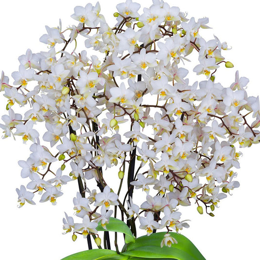 Phalaenopsis Orchid Soft Cloud White flower featuring milky white blooms with a soft matte finish and faint creamy warmth