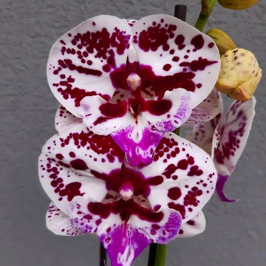 Phalaenopsis Orchid Plant Speechless Elegance Medium Stage, elegant purple flower