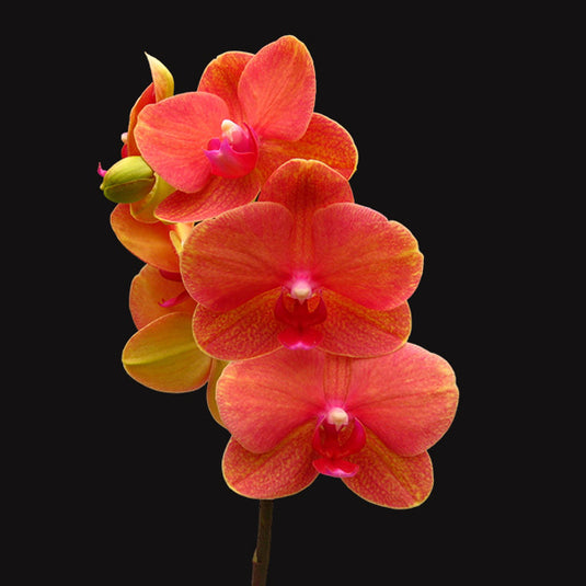 Phalaenopsis Orchid Surf Song orange flower