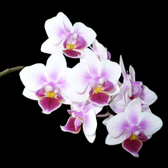 Phalaenopsis Orchid Sweet Heart Pink flower featuring warm pink blooms with rosy tones and a soft, velvety finish
