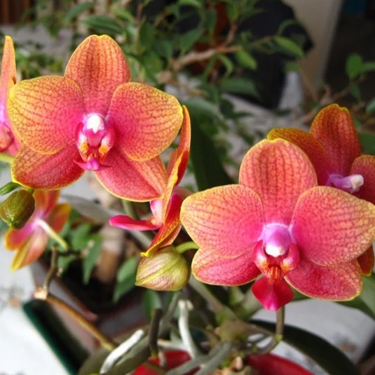 Phalaenopsis Orchid Tiger Feet Orange flower featuring vivid orange blooms and bold speckled pattern accents