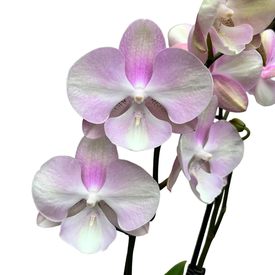Phalaenopsis Orchid Venetian Carnival Pink flower featuring vibrant pink blooms with lively tones
