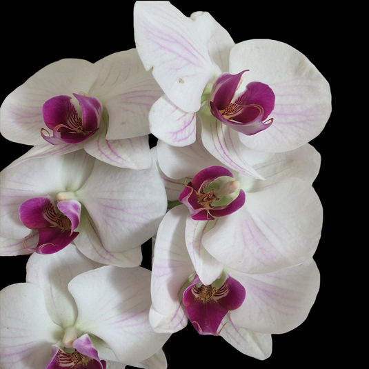 Phalaenopsis Orchid Perceval Purple flower featuring deep purple blooms with rich violet tones