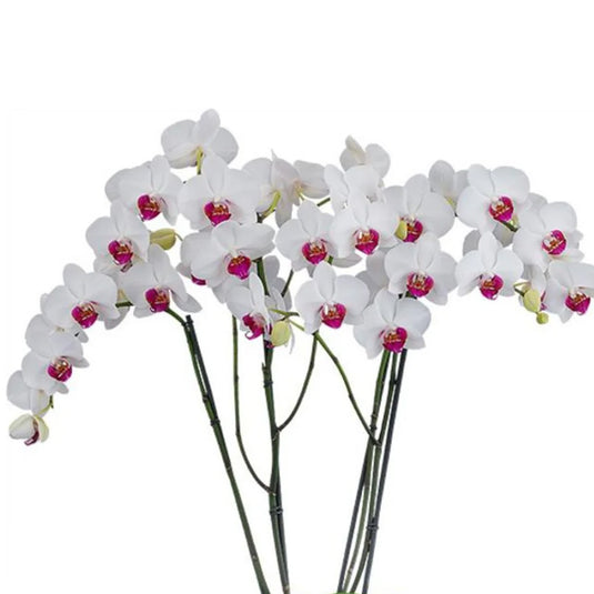 Phalaenopsis Orchid Red Eye White with red eye flower featuring white blooms with a deep red center