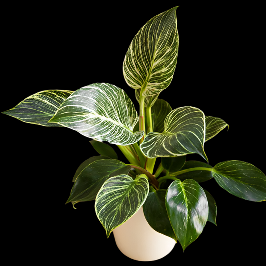 Philodendron Birikin Indoor Plant Potted