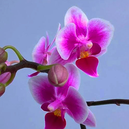 Phalaenopsis Orchid Pixie Pink flower featuring bright pink blooms with soft blush tones and gentle color gradients