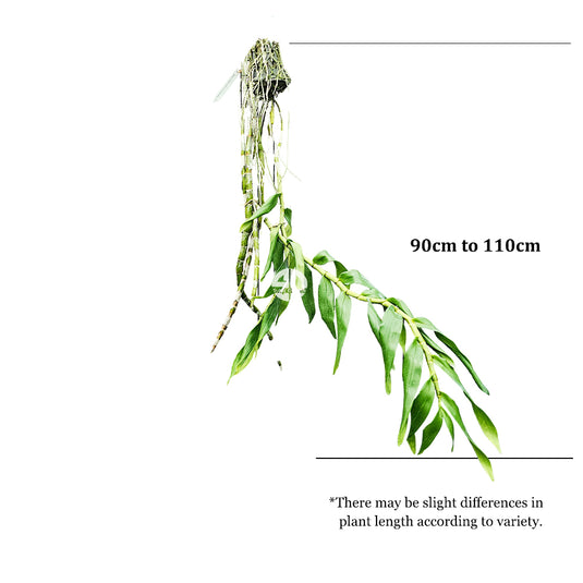 Dendrobium Exotic Orchid Plant Nobile x Friedericksianum Mature