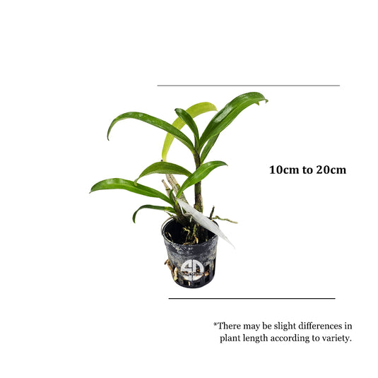 Dendrobium Exotic Orchid Plant Dawn Maree Seedling