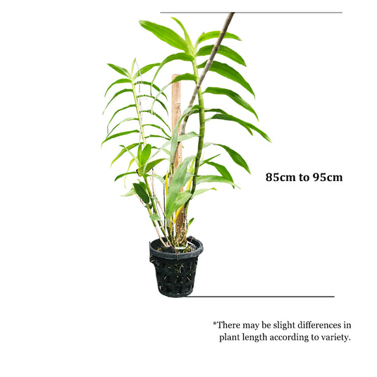 Dendrobium Exotic Orchid Plant Nicole Yoshikane Hybrids Mature