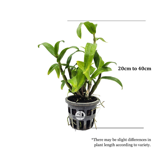 Dendrobium Exotic Orchid Plant Frosty Dawn x Dawn Malke Orange Hybrids Mature