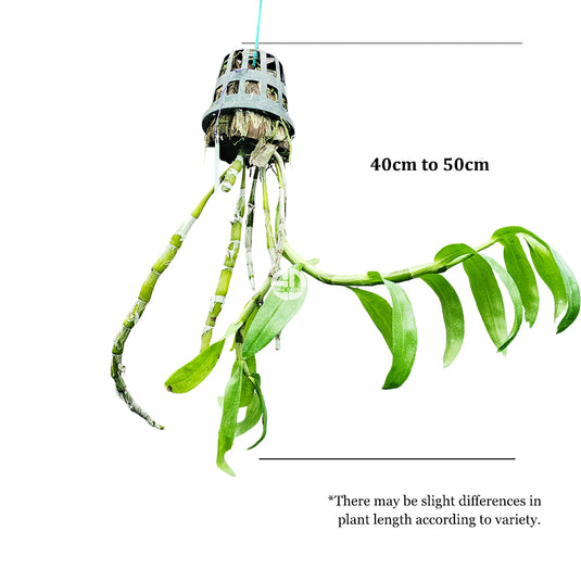 Dendrobium Exotic Orchid Plant Nobile Hybrids Mature