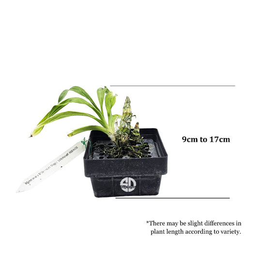 Dendrobium Exotic Orchid Plant Monnierara Millennium Magic 'Witchcraft' AM/AOS Mature