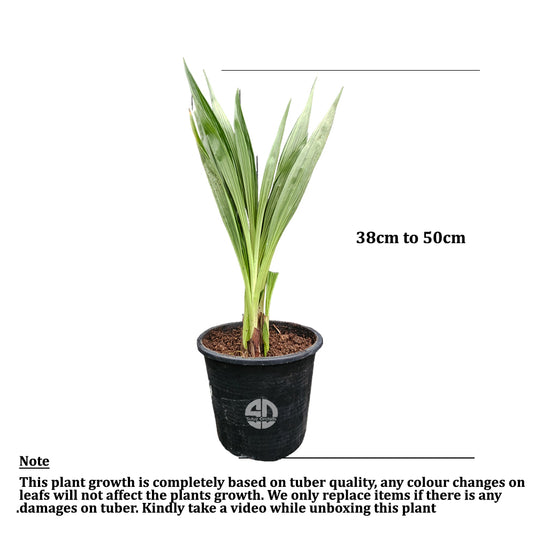 Spathoglottis White Red Ground Orchid Full Pot