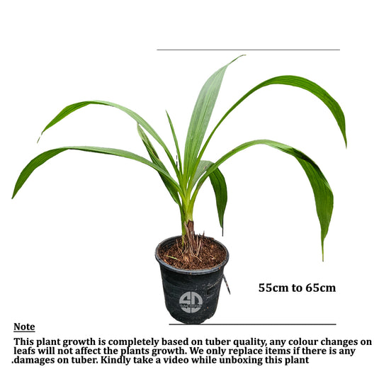 Spathoglottis Purple Ground Orchid Single Shoot