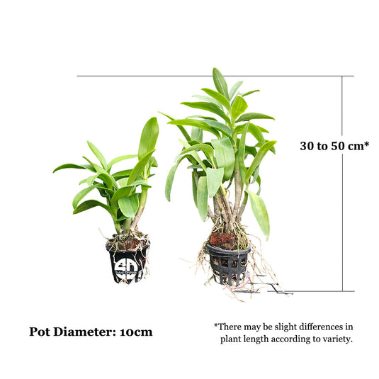 Dendrobium Orchid King Dragon #2 Mature Bushy Plant - Ready To Flower