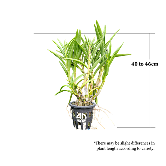 Dendrobium Orchid Lowana Mature Bushy Plant