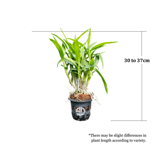 Dendrobium Orchid Mini Kai Dao Mature Bushy Plant