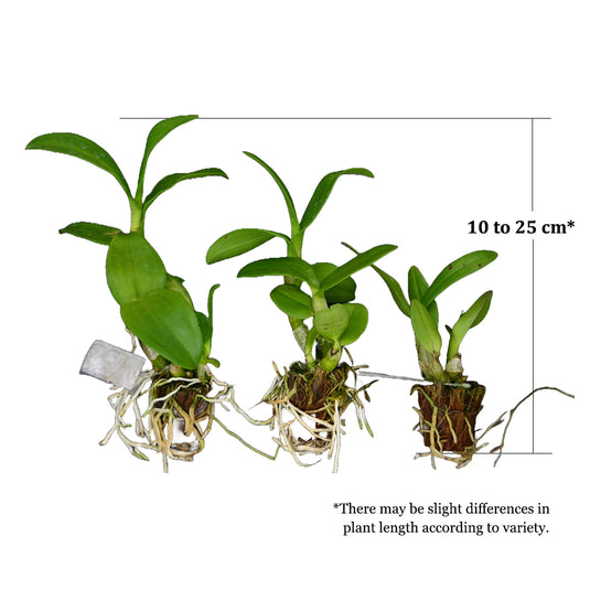 Dendrobium Orchid Plant (Burana Pink x compactum) #287 - Seedling