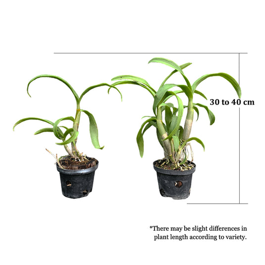 Dendrobium Orchid Star Fish Mature Bushy Plant