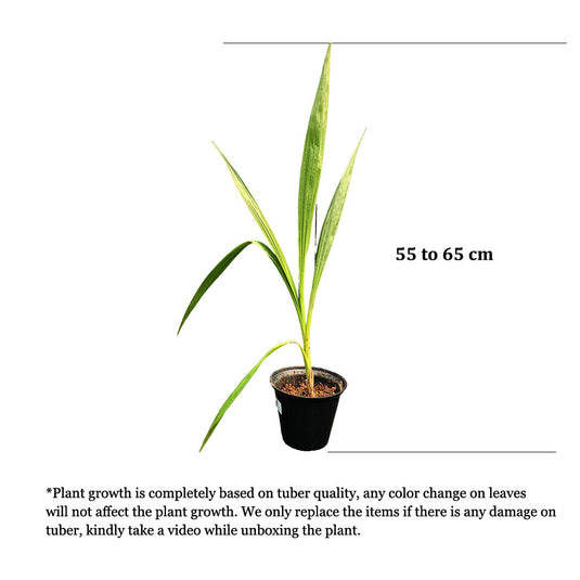 Spathoglottis Orange Fancy Ground Orchid Single Shoot