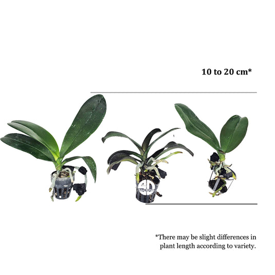 Phalaenopsis Orchid Plant - Untold Stories Medium Stage