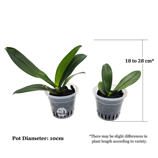 Phalaenopsis Orchid - medium stage plant with healthy green leaves