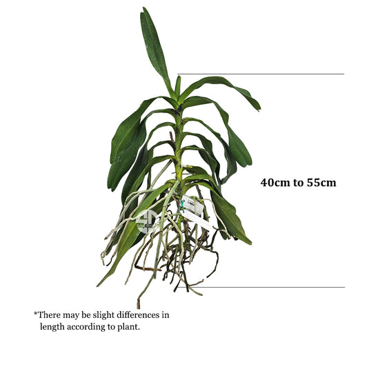 Rhynchostylis Hybrid Orchid Plant Gigantea Hook Eriana Mature