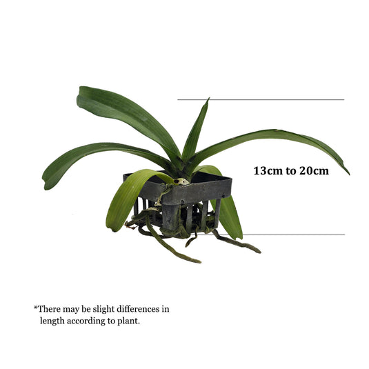 Rhynchostylis Hybrid Orchid Plant Gigantea Cartoon Mature