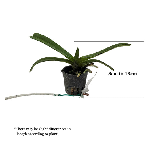 Rhynchostylis Hybrid Orchid Plant Gigantea 1 Red Seedling