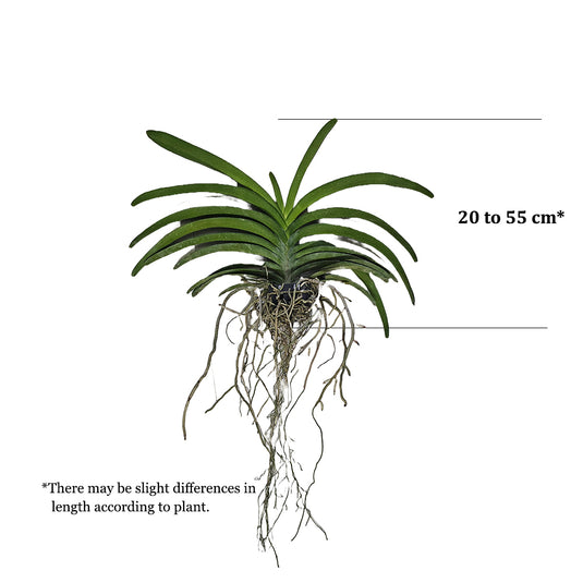 Vanda Orchid Plant - Gorden Dillion x Kulvadee Fragrance Mature
