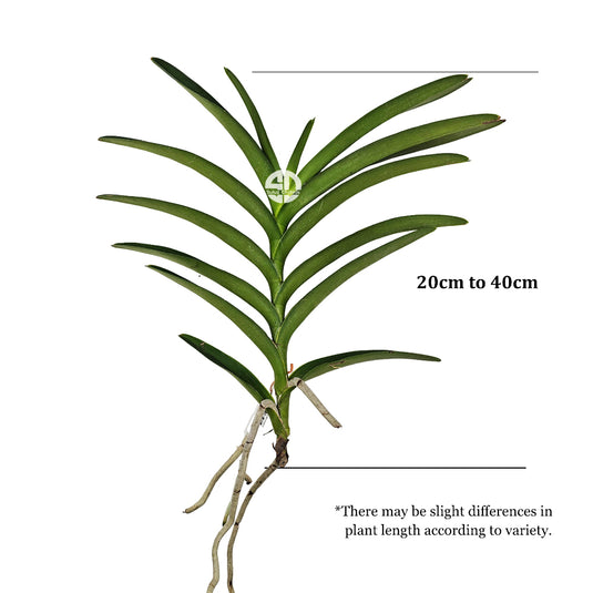 Mokara Orchid Plant Purple BB - Top Cutting Small