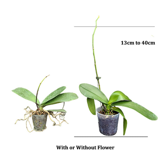 Phalaenopsis Orchid Plant - Divine Wine Mature
