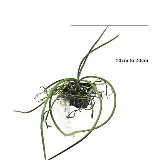 Vanda Orchid Plant - V Sedenfadenia Mitrata x Vanda Lamellata Exotic Mature