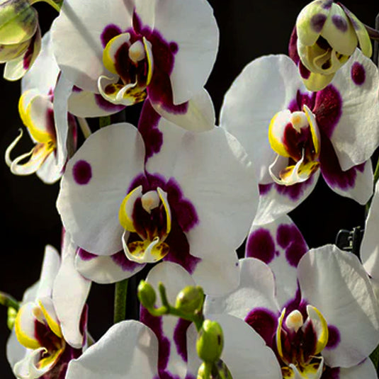 Phalaenopsis Orchid Polka Dots Seedling Size