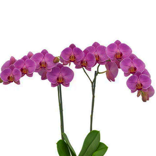 Phalaenopsis Orchid Precious Love Mature Plant With Bud/Flower