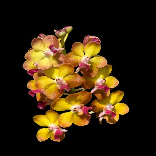 Vanda Orchid yellow flower with warm golden tones and contrasting red lip