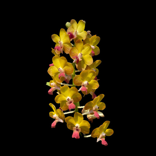 Vanda Orchid yellow flower with warm sunset tones and contrasting red lip