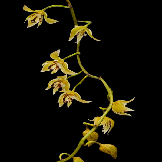 Oncidium Rare - Exotic Orchid Gram Stapeliflorum x Thecorpus Main