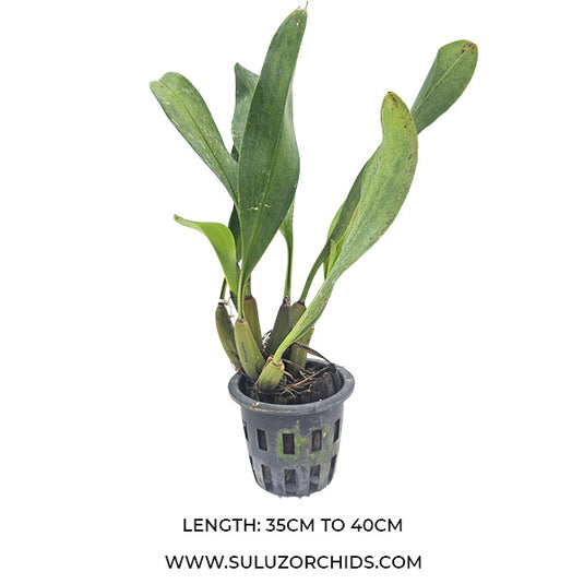 Oncidium Rare - Exotic Orchid Gram Stapeliflorum x Thecorpus Main