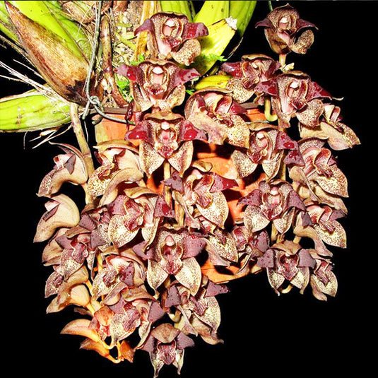 Oncidium Rare - Exotic Orchid Gram Stapeliflorum x Thecorpus Main