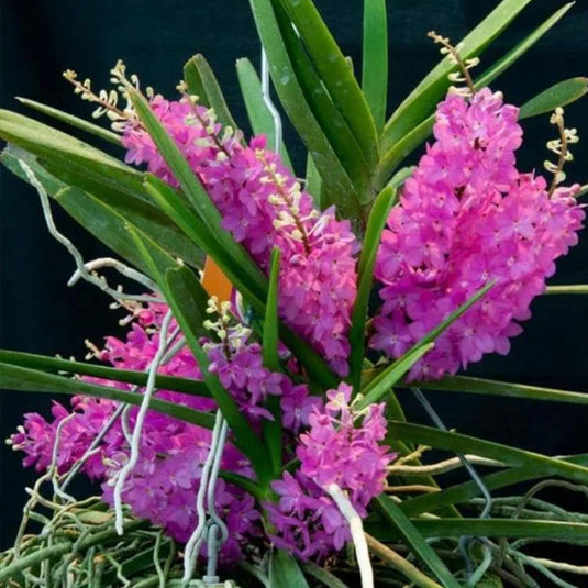 Asco Ampullaceum (AMPULLA) Rare Exotic Orchid