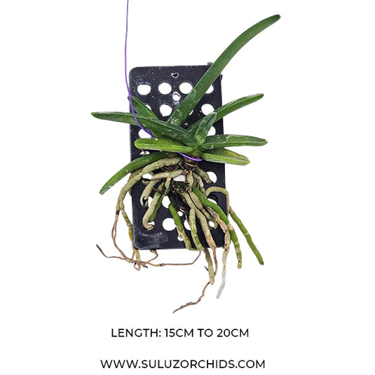 Vanda Cleisomeria Pilosulum Rare Exotic Orchid